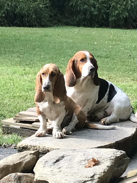 Roxie and Rufus 