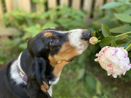 Lucy Peonies 