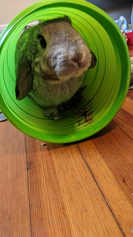 Freyja