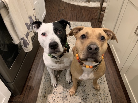 Cruiser & Josie