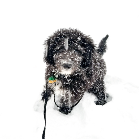 Bailey