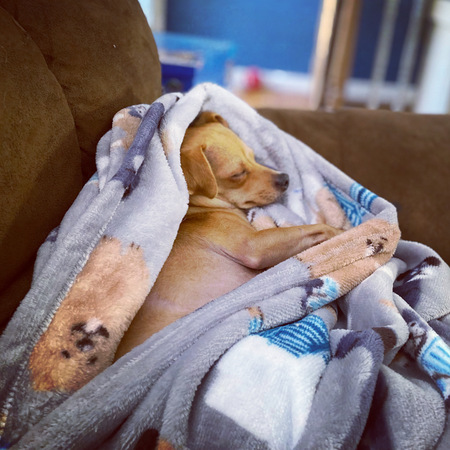 Chippy