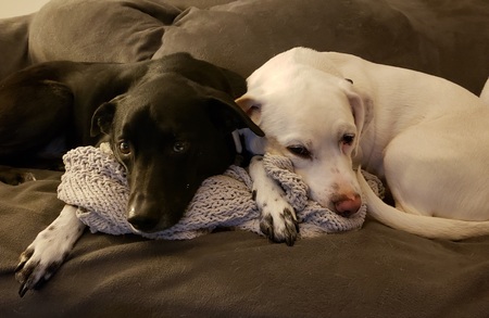 Bo and Duke