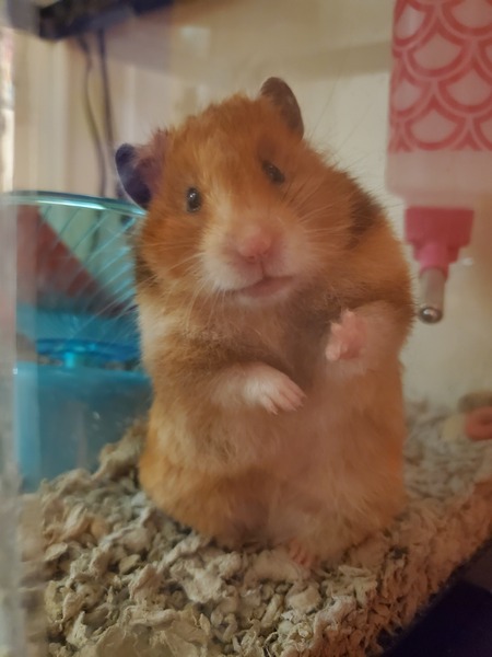 Tilly