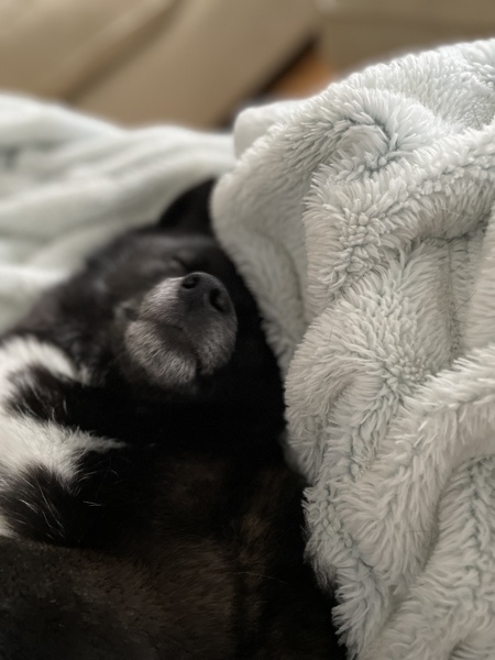 Koda