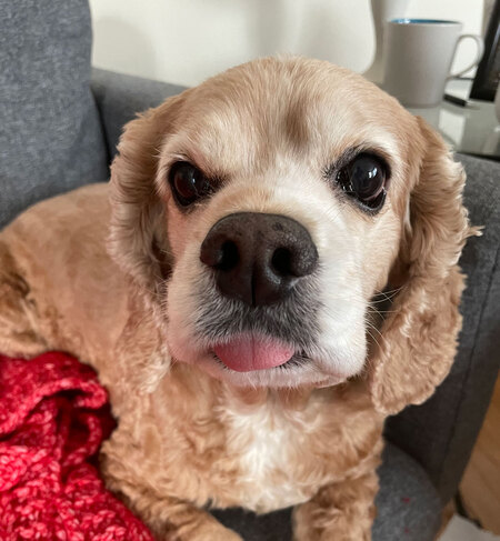 Bailey