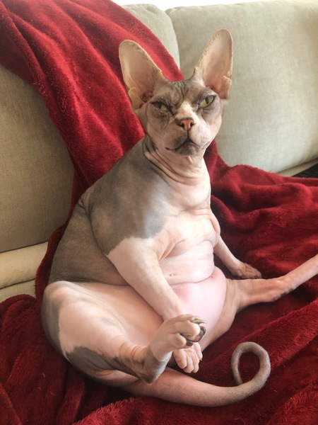 Zena 