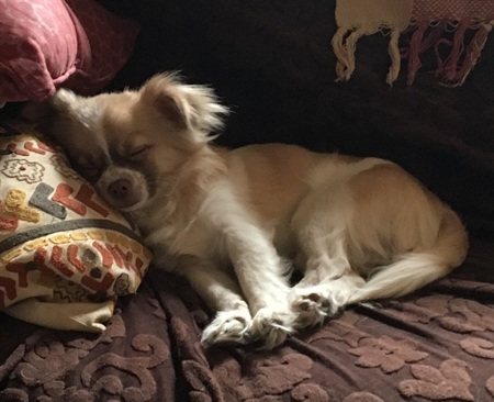Benji