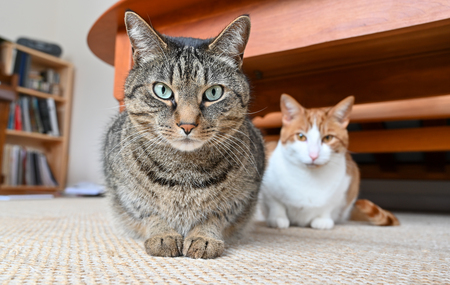 Michu and Hobbes