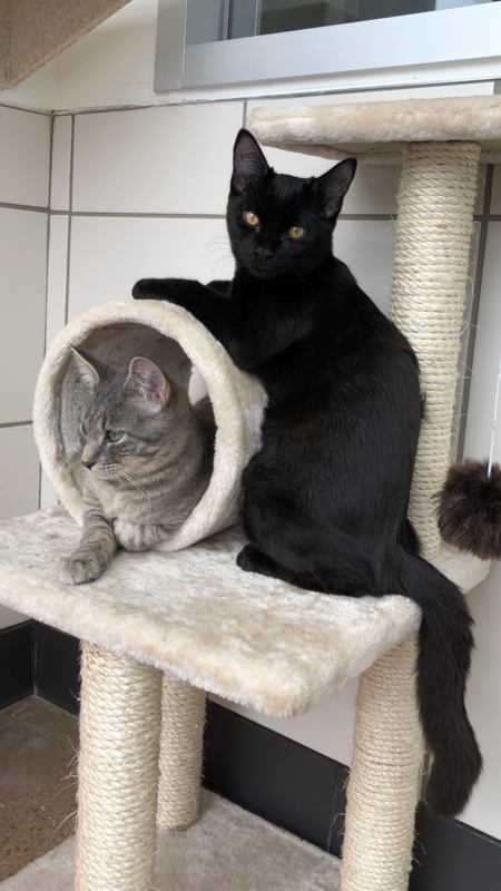 Licorice and Muffin 