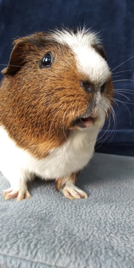 Otis