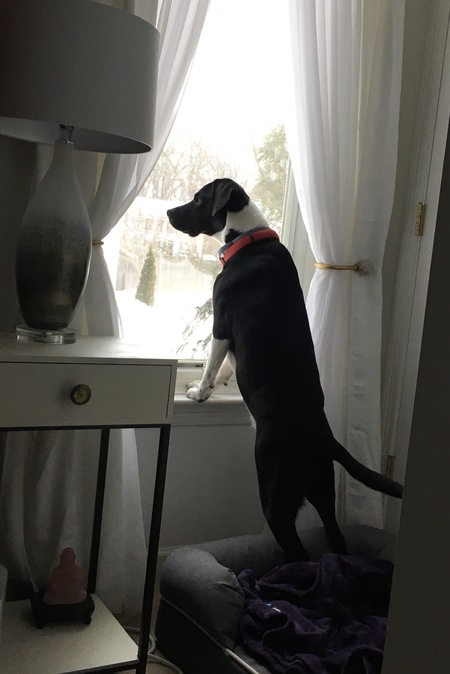 Tess ( adopted as cookie)