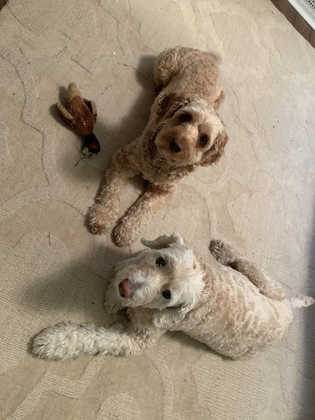 Homer and Bailey