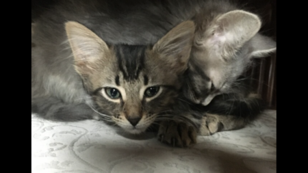 Ruby and Roxy