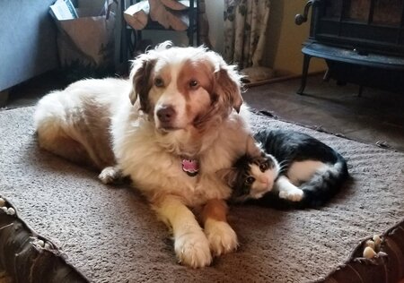 Juniper and Johnny Bench
