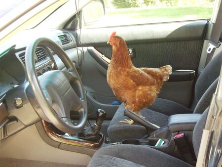 Susie Q. Takes A Drive 
