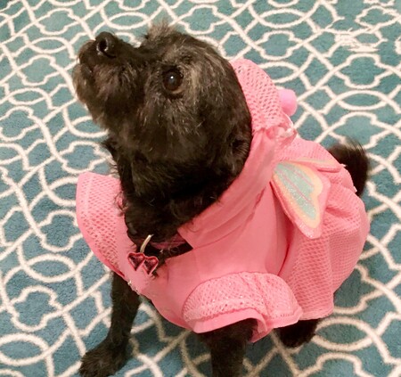 Dolly