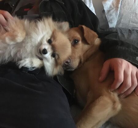 Muffin & Bowie