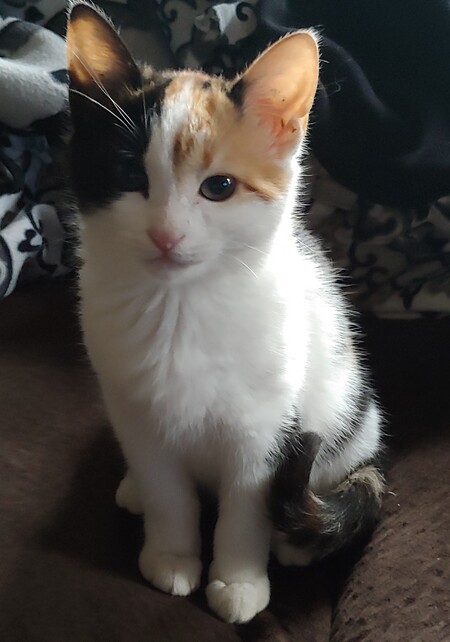 Kitty Purry