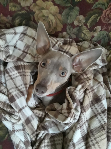 Darcy