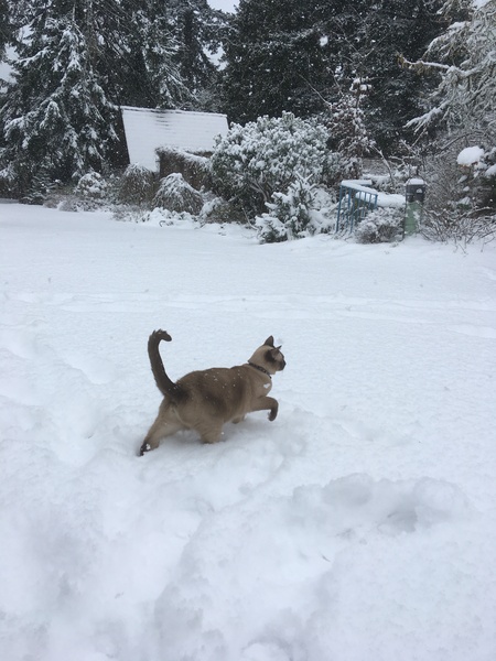Lucy the Snow Leopard