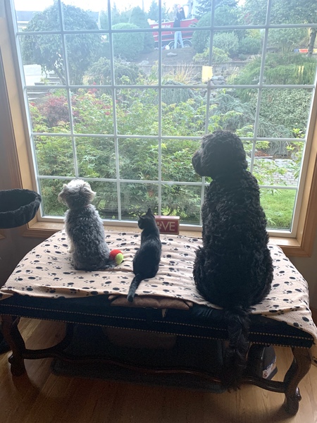 Molly Smalls, Odin, and Murphy