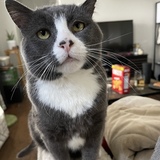 Entry image for Coco