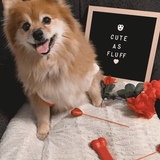 Entry image for Rexy