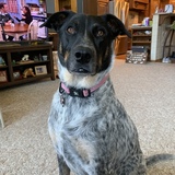 Entry image for Poppy