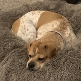 Entry image for Layla