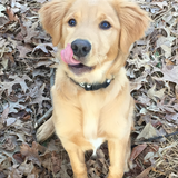 Entry image for Diesel