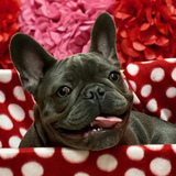 Entry image for Diesel 