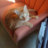 Entry image for Dizzy