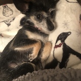 Entry image for Nikki