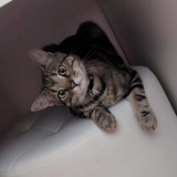 Entry image for Aspen