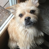 Entry image for Gracie