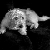 Entry image for Rocky