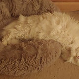 Entry image for Sugar