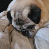 Entry image for Rosco