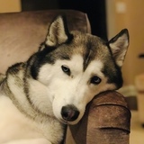 Entry image for Nala