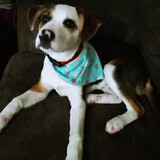 Entry image for Pete