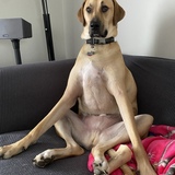 Entry image for Moose