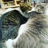 Entry image for Rocky and Rosie 