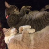 Entry image for Leo and Milan