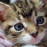 Entry image for Severus