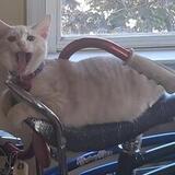 Entry image for Samantha a/k/a Little Girl