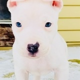 Entry image for Pandora 