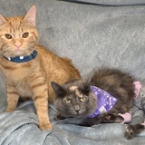 Entry image for Scooty