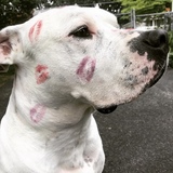 Entry image for Jake