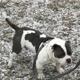 Entry image for Chubz